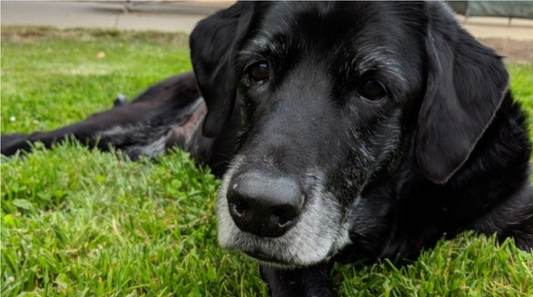 Pamper Your Senior Pup: Cozy Comfort & Brain-Boosting Fun! 🐾