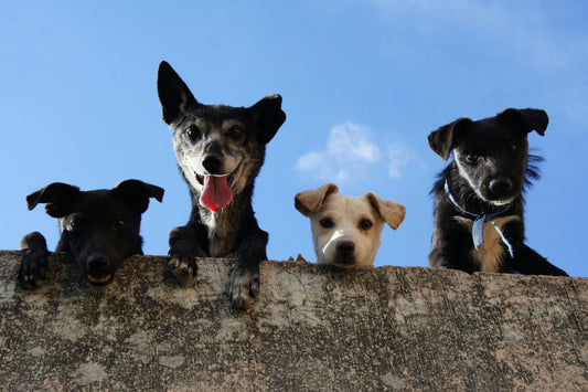 Shelter Dogs > Purebreds (Fight Me)