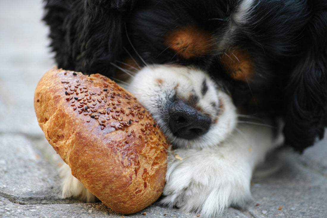 Sharing is Caring: 5 Human Foods Your Dog Will Love!
