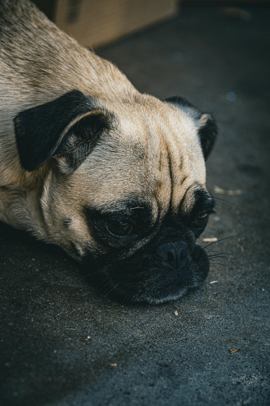Is Your Pet Trying to Tell You Something? 5 Subtle Signs of Stress